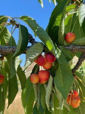 Rainer cherries