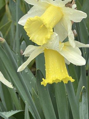 Daffodils