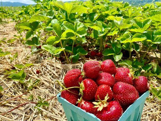 Schultheis Strawberries