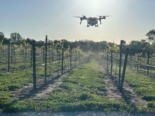 Drone spraying the grapes, uses less chemicals and covers more territory in a shorter amount of time