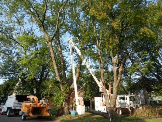 This house was being renovated. The trees were overgrown and most were rotted and dangerous to the new home buyer.