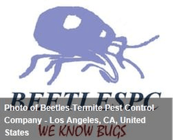 Beetles-Termite Pest Control Company