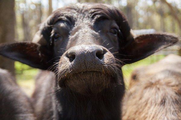 Water buffalo on the farm