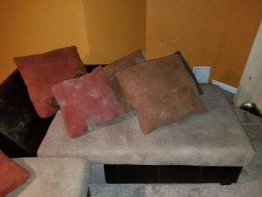 Mold on a couch