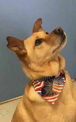 My patriotic friend Freeway