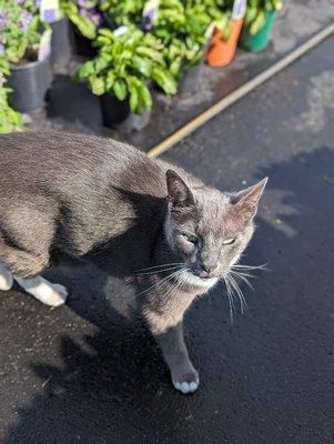 The Gray Cat was very friendly and showed me around.