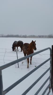 Snowy day at ranch