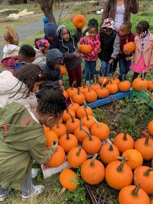 Educare students enjoying the harvest at Methodist Services' Heritage Farm.