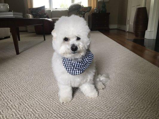 Maltipoo after grooming