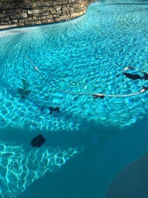 What the pool looked like immediately after a cleaning (the time I watched unknowingly).