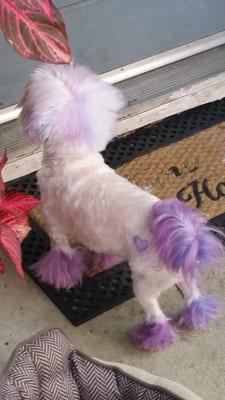 She's my little pony. Vegan hair dye that's safe for dogs to