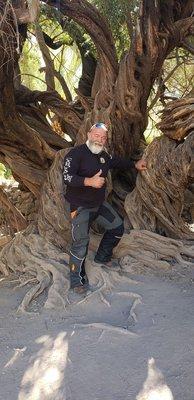 A walnut tree over 300 years old