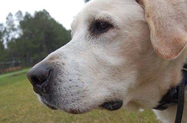 Dedicated hunting dogs