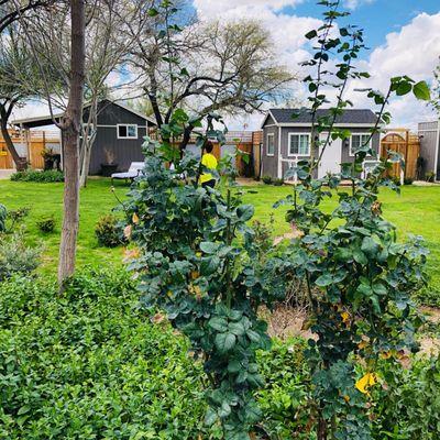 Beautiful little cottages along the internal garden area where the bridal family & special guests  can dress and get ready.