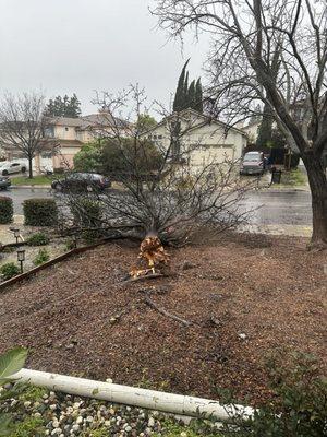 Fallen tree