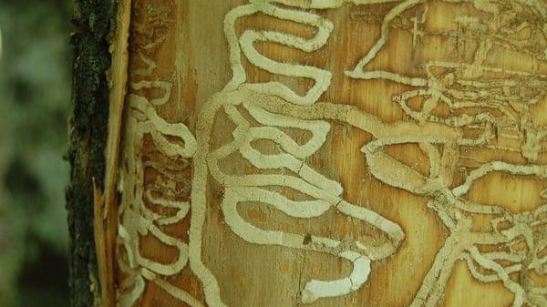 A close up of some Emerald Ash Borer feeding canals below the bark surface of an ash tree.