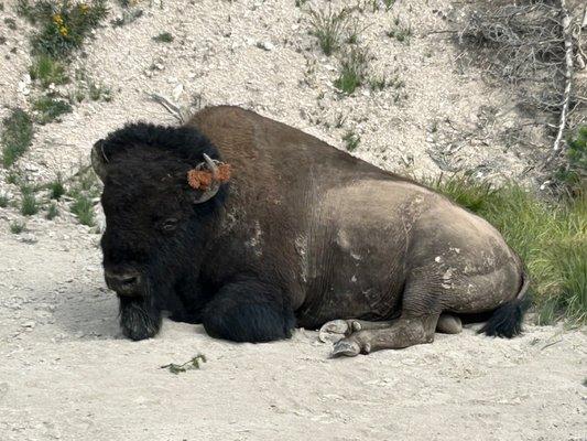 Bison by Mud Volcano, Yellowstone