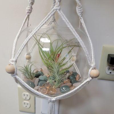 Another unique air plant display