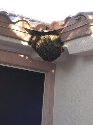 Bee hive under eve of house