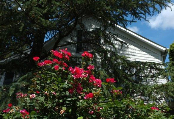 Roses and evergreen trees in the yard of a historic home.