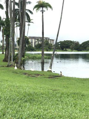 The pond behind Waiakea Villas.