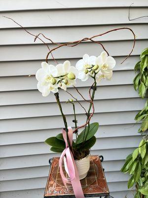 Double Blooming Orchids