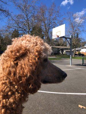 Basketball hoop