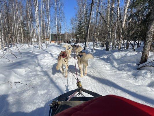 Dog sled