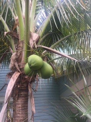 Little River Inn fresh grown coconuts