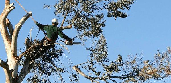 Falcon Tree Service