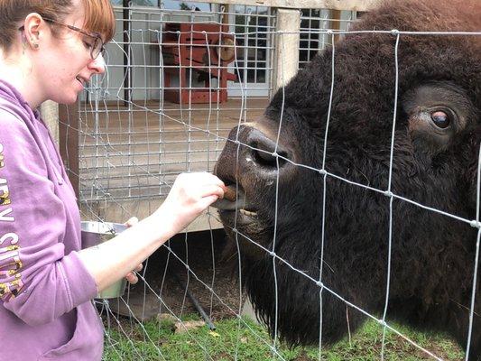 Buffalo feeding