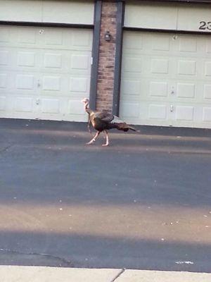 Wild Turkey.(Deer as well)