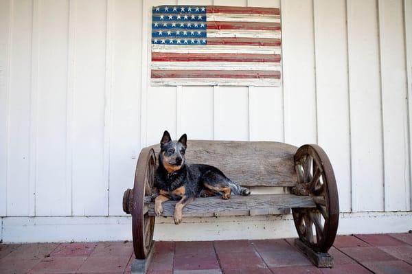 An Amazing American  Dog