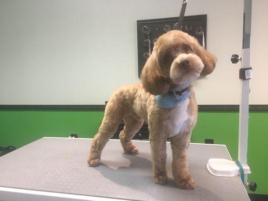 Handsome little Sammy! Groomer: Victoria