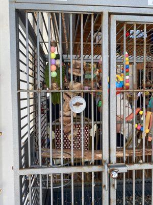 animal cruelty: poor bird is right next to the super loud speaker in a small cage