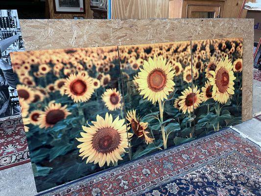 Sunflower field printed on metal