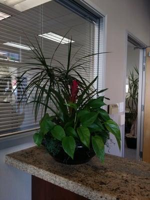 TLC Interior Plant Service