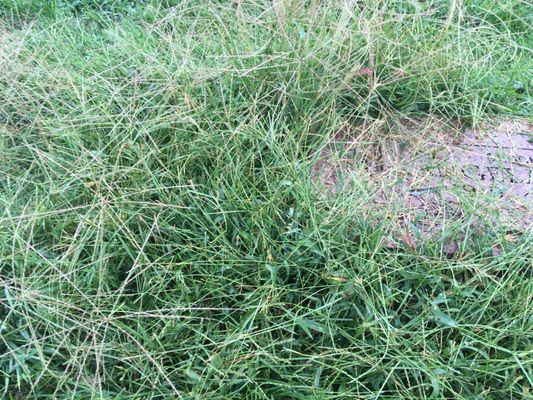 Grass high above and over stones that are above ground