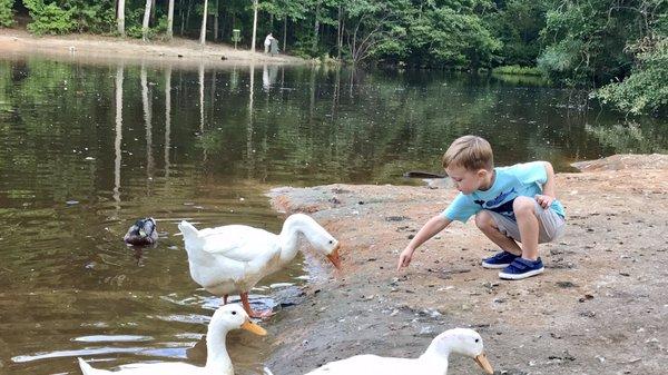 Feed the ducks & geese w a little feeder for $.25! So cute and fun and they were very friendly. :)