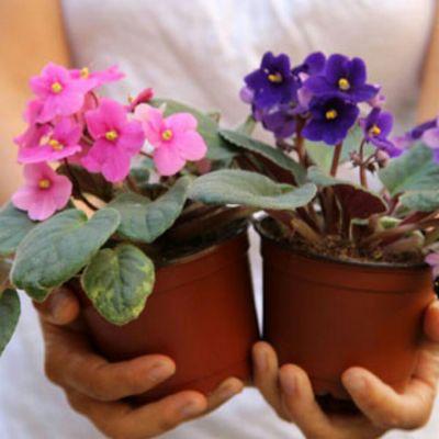 This is to show how African Violets grow