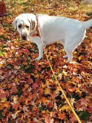 Callahan's Camp For Canines