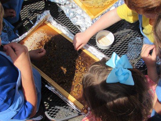 Tasting Raw Honey