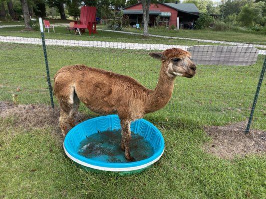 Cooling off