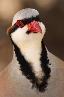 Chukar