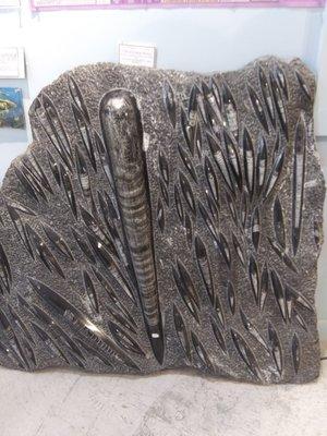 Polished fossils fashioned into art