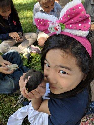 Our kindergarten classes hatches baby chicks.