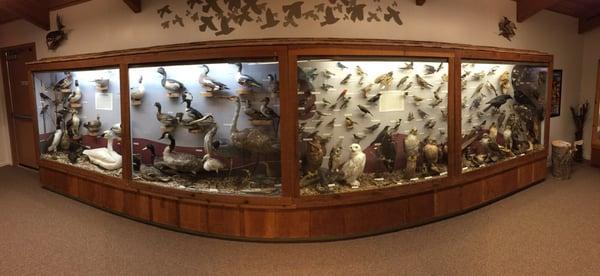 Hall of Michigan birds