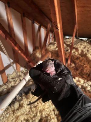 Our field supervisor, Tim, found baby squirrels in an attic in Northern VA.