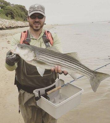 Cape Cod Striper