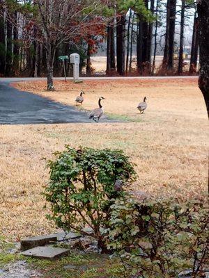 Geese visiting from the pond next door.